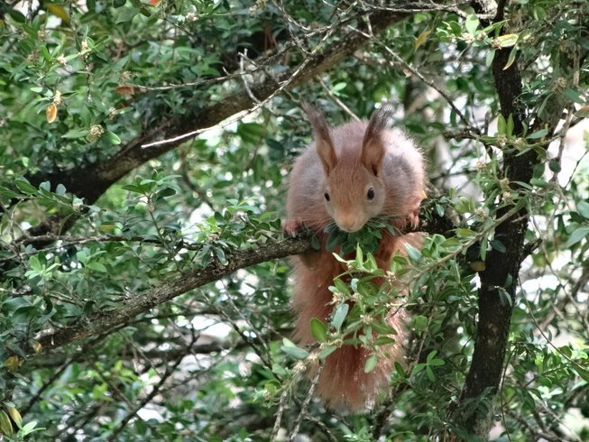 Domaine AbracadaRoom : Les Cabanes du Pas de la Louve - Image 1
