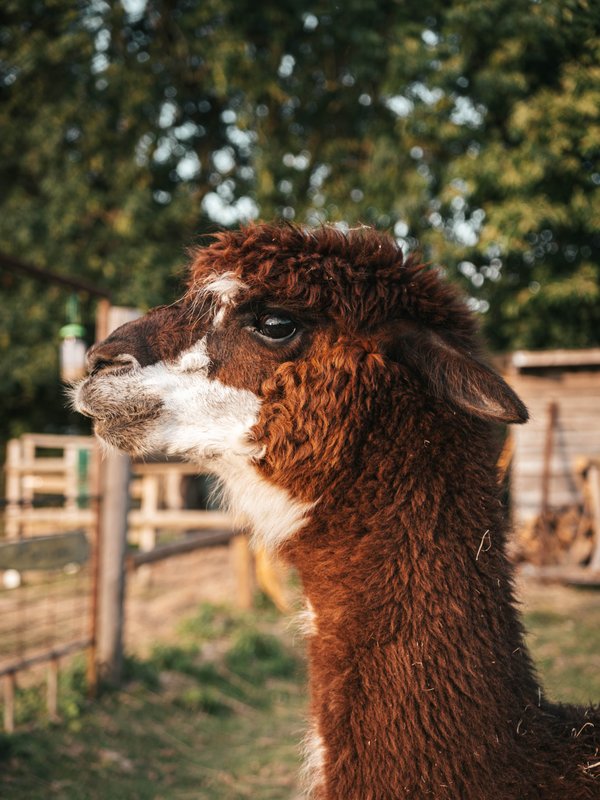 Les alpagas du clos à La Cerlangue (18)