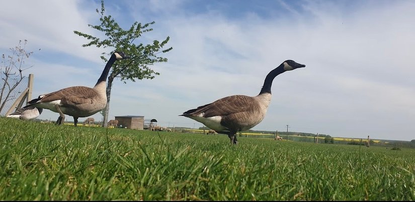 Domaine AbracadaRoom : Caraferme et compagnie - Image 17