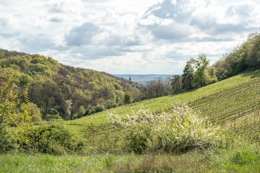 Hébergement AbracadaRoom : Parcel Tiny House - montagnes et vignes dans l'AOC du Bugey - Image 29
