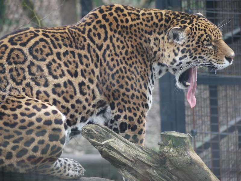 Hébergement AbracadaRoom : Lodge Jaguars & Spa & Dîner - Accès au zoo - Image 16
