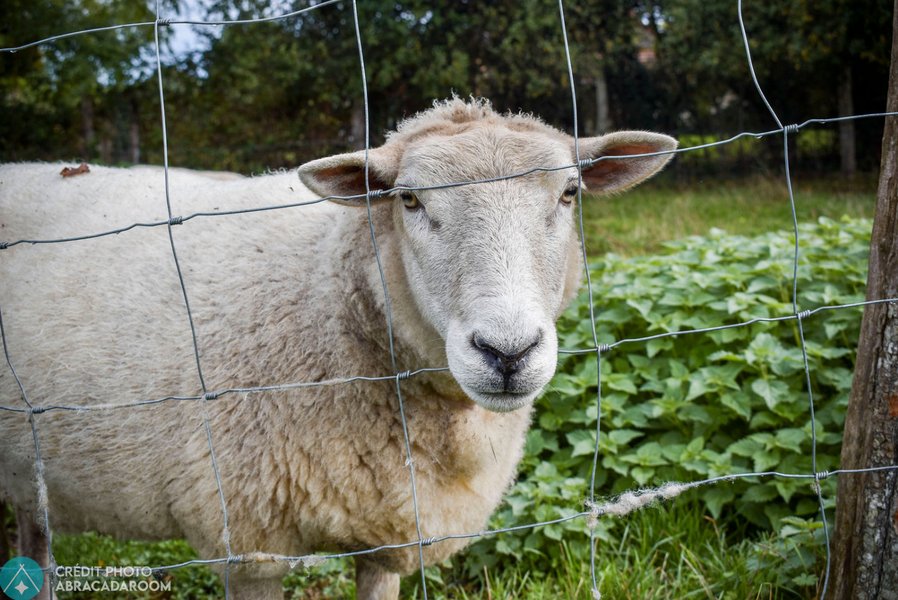 Domaine AbracadaRoom : Village Toue des Demoiselles - Image 25