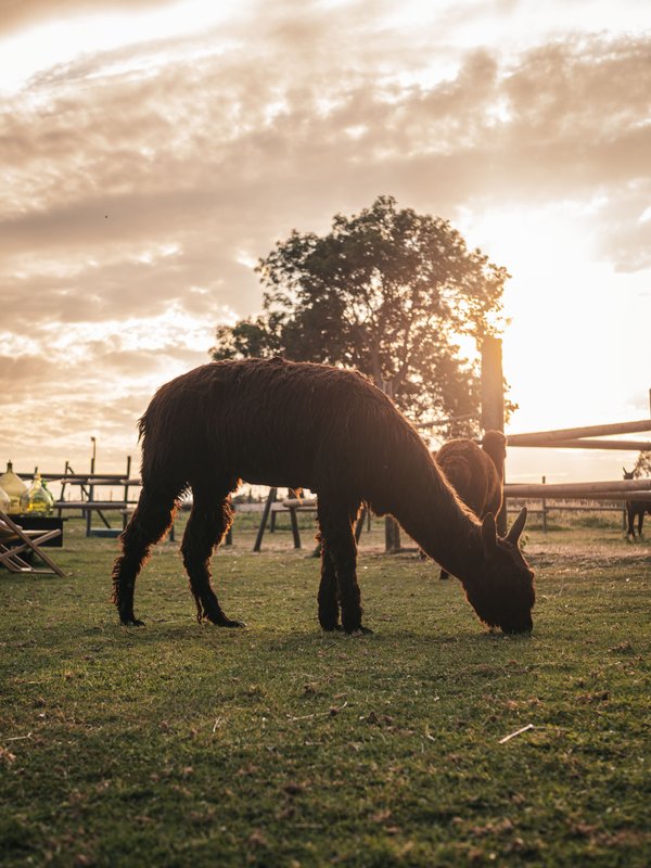 Les alpagas du clos à La Cerlangue (20)
