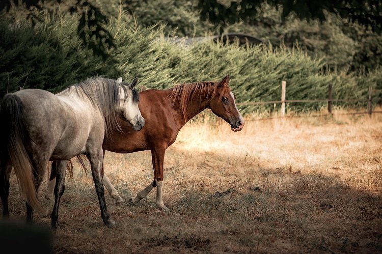 Domaine AbracadaRoom : Le Ranch Amadeus - Image 13