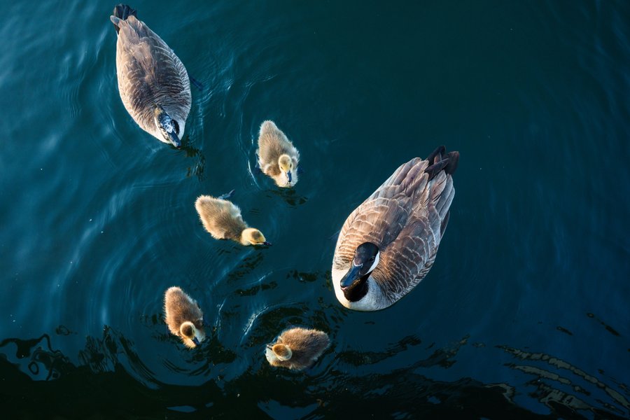 Domaine AbracadaRoom : L'Escale Royale Port Ilon - Image 13