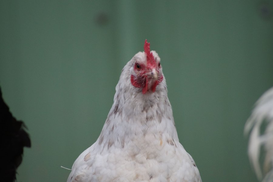 Domaine AbracadaRoom : Ferme du Moulin de Bois - Image 15