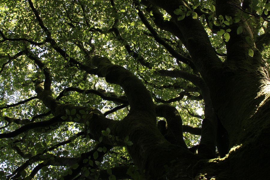 Domaine AbracadaRoom : La Ferme du Séquoia - Image 5