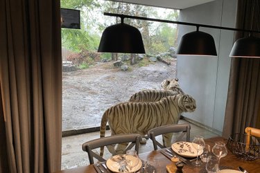 Lodge Tigres blancs à Pessac (3)