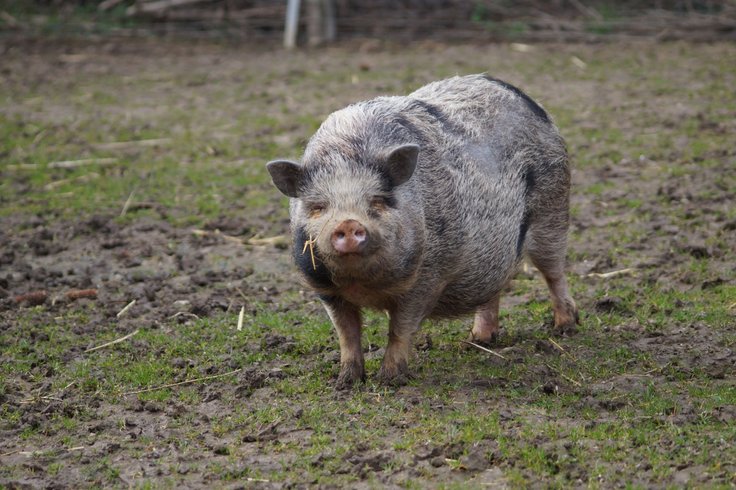 Domaine AbracadaRoom : Ferme du Moulin de Bois - Image 11
