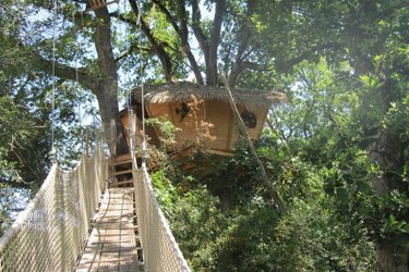 pont-singe-buis-cabane-belle