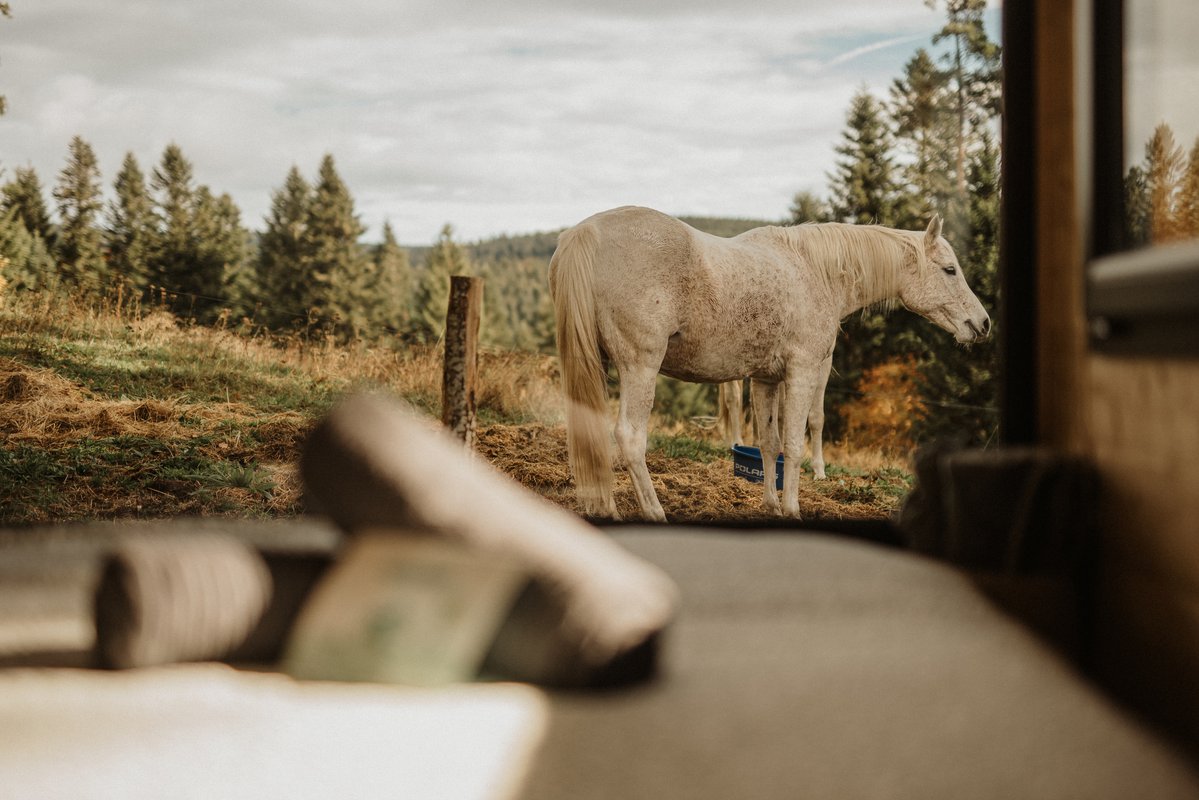 Homnest - L'Instant Sauvage - Vue Cimes & Forêt à Riotord (51)