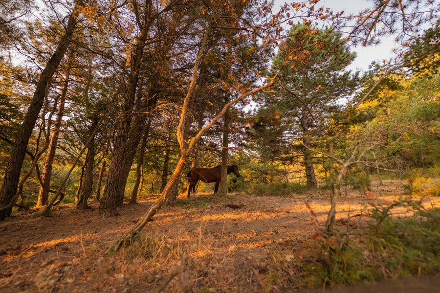 Domaine AbracadaRoom : Homnest (Puy Saint Martin) - Image 6