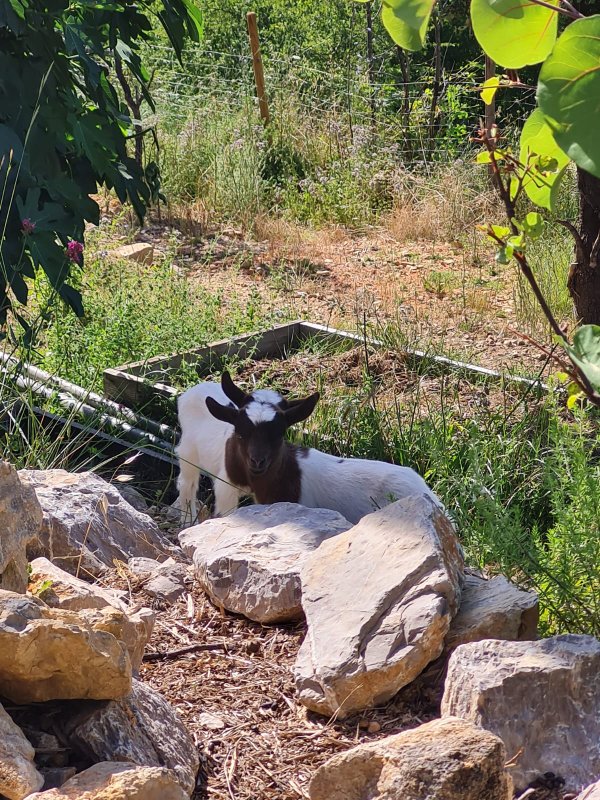 Cabayourte en Ecolieu à Barjols (7)