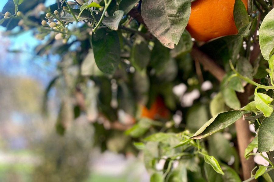 L'Orangerie du Château, Gîte 5* & Spa — photo 2