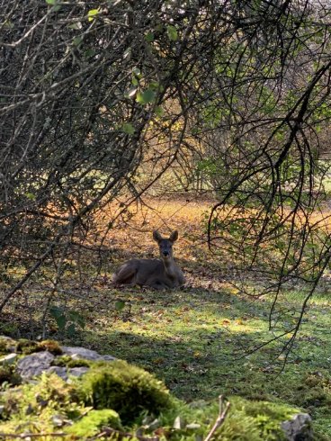 Hébergement AbracadaRoom : Cabane insolite avec spa privatif - Image 4
