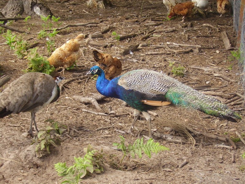 Domaine AbracadaRoom : La Ferme de l'Argenté - Image 7