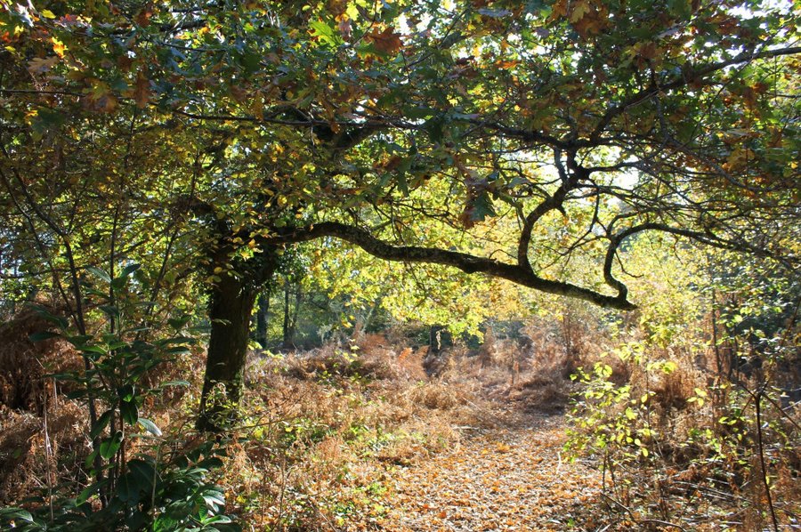 Domaine AbracadaRoom : Au Pays des Bulles - Image 7