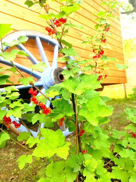 Hébergement AbracadaRoom : Roulotte Cévenole à l'ombre des platanes - Image 6