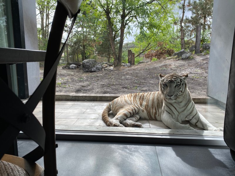Domaine AbracadaRoom : Zoo de Bordeaux Pessac - Night expérience - Image 10
