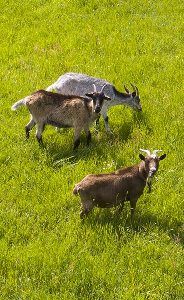Domaine AbracadaRoom : Escale Cab'Ane - Image 17
