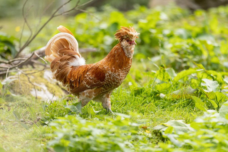 Hébergement AbracadaRoom : Dôme au milieu des Alpagas - Image 43