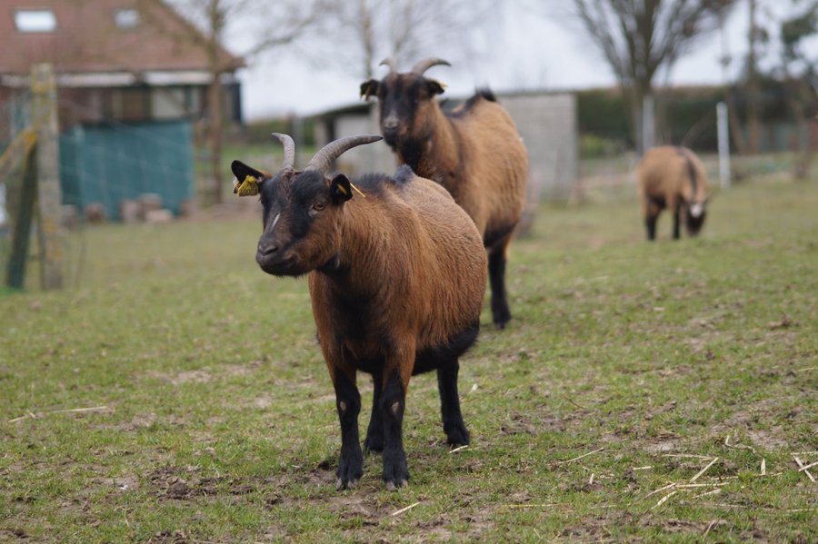 Domaine AbracadaRoom : Ferme du Moulin de Bois - Image 1