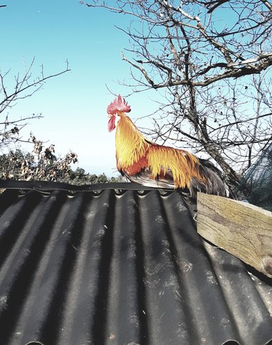 Domaine AbracadaRoom : La ferme Blandine agriculture biologique - Image 15