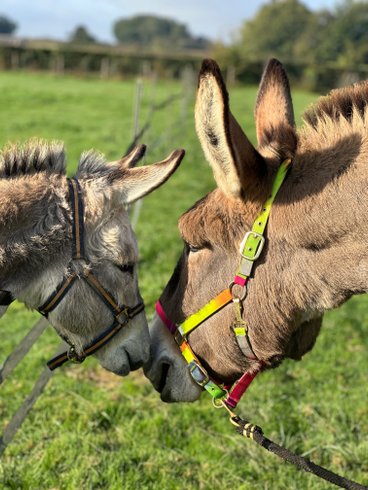 Hébergement AbracadaRoom : Roulotte Lily - Image 8