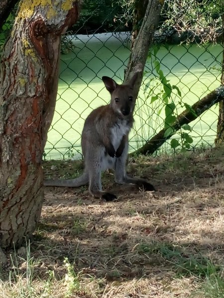 Hébergement AbracadaRoom : Hutte au milieu des wallabies n°3 - Image 5