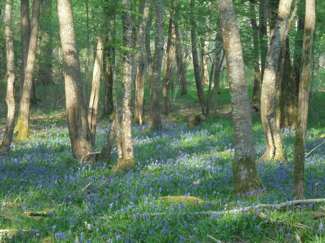 La Démaillère, Bain nordique & immersion à Lailly En Val (12)