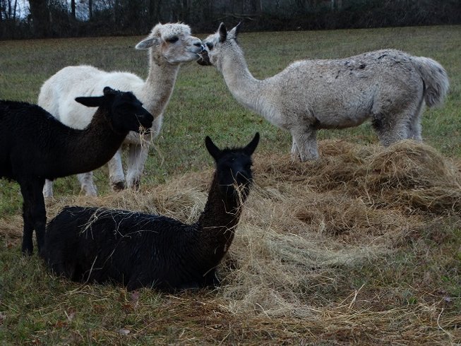 Hébergement AbracadaRoom : La Bulle des Alpagas - Image 14