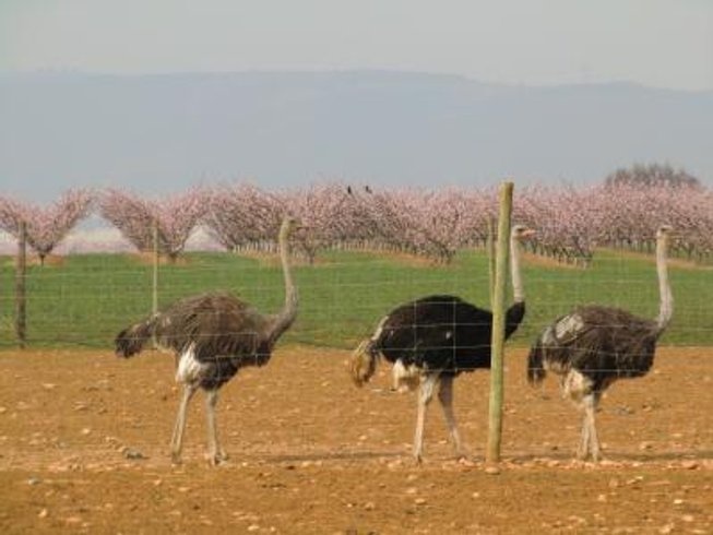 Domaine AbracadaRoom : Ferme de l'Autruche Drômoise - Image 3