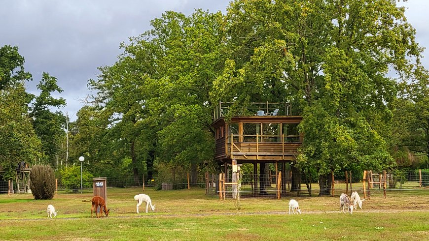 Domaine AbracadaRoom : LE NID DANS LES BRUYERES - Image 2