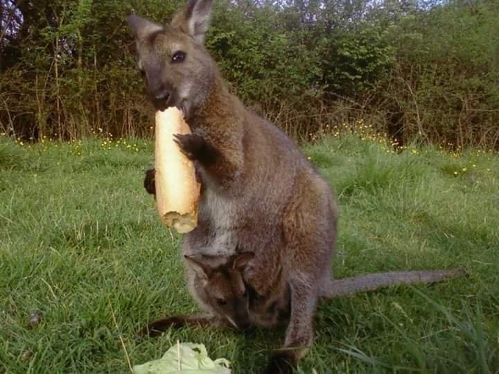 Hébergement AbracadaRoom : Hutte au milieu des wallabies n°5 - Image 3
