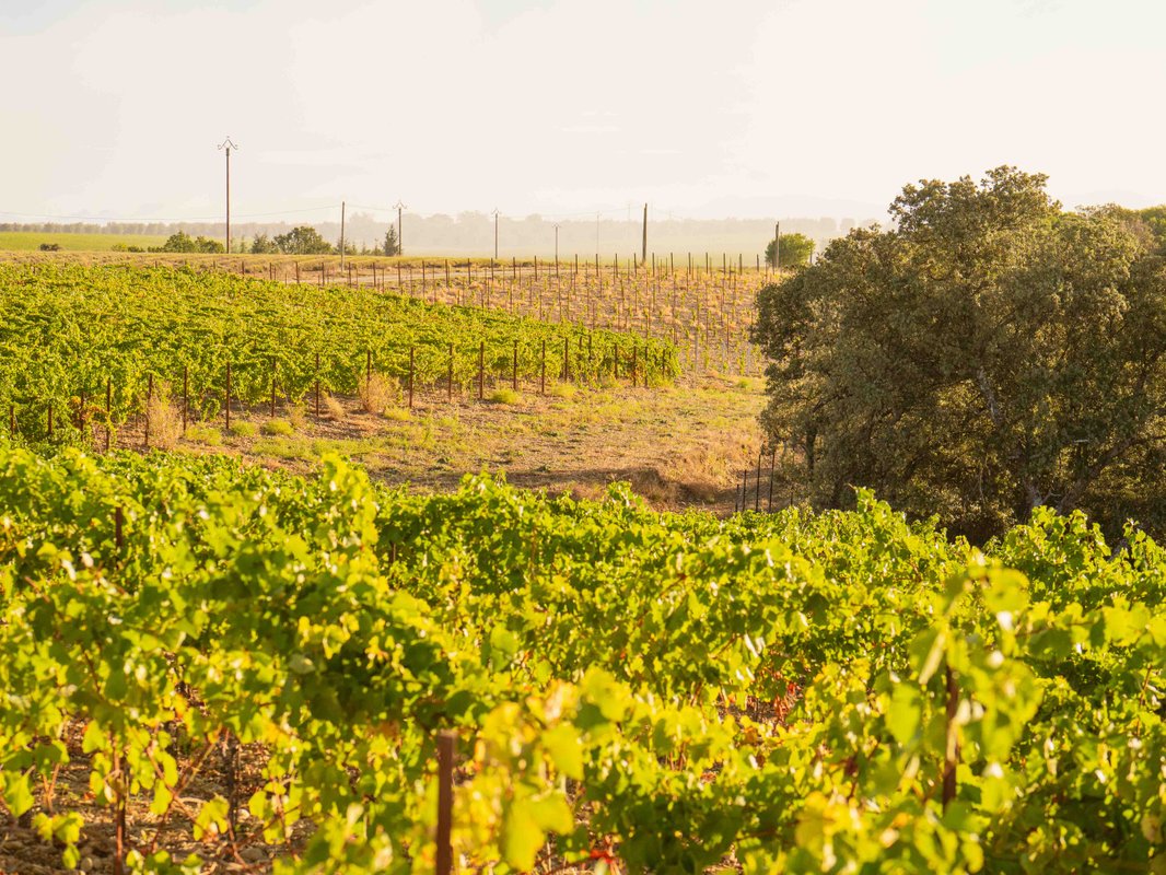 Les Lavandes à Valensole (8)
