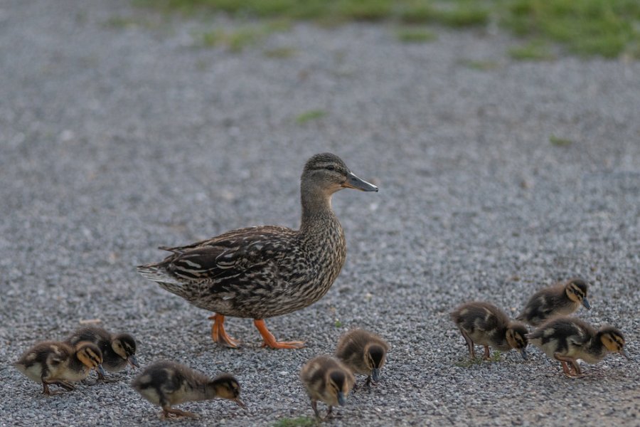 Hébergement AbracadaRoom : DOLFYN - Image 8