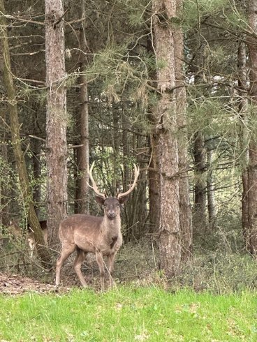 Domaine AbracadaRoom : Damona Lodges - Image 4