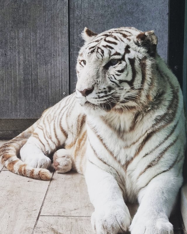 Lodge Tigres blancs à Pessac (5)
