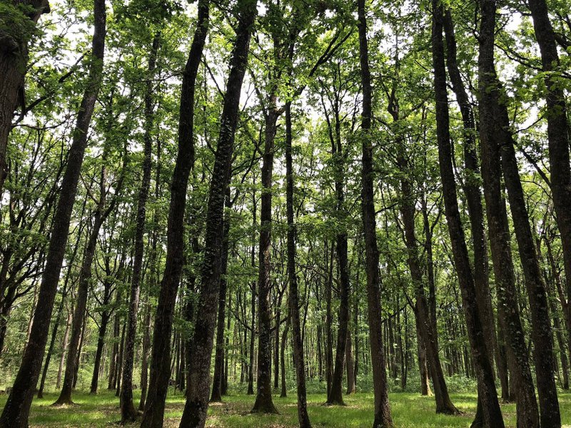 Hébergement AbracadaRoom : Suite « Moody Wood » Spa & Sauna - Image 16