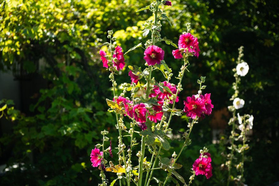 Domaine AbracadaRoom : La Jolie Longère Fleurie - Image 34