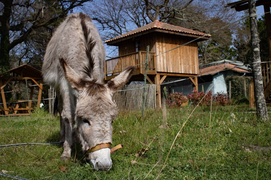 Domaine AbracadaRoom : Camping Landes Azur - Image 6