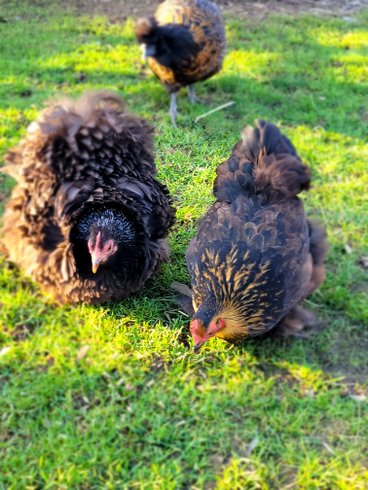 Hébergement AbracadaRoom : La roulotte du Mond'idéal - Image 7