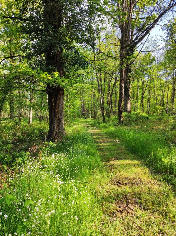 La Démaillère, Bain nordique & immersion à Lailly En Val (15)