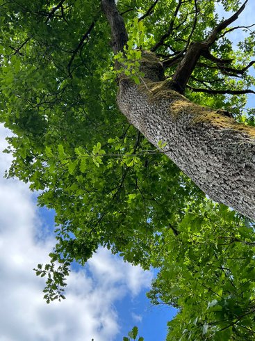 Domaine AbracadaRoom : Cabane Petit Bois - Image 2