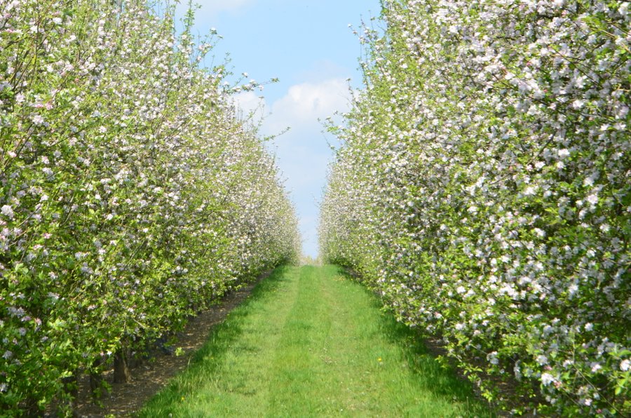 Domaine AbracadaRoom : LES VERGERS DE LA ROUERIE - Image 1