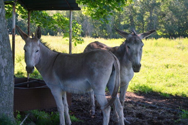 Domaine AbracadaRoom : Glamping Domaine de Barret - Image 19