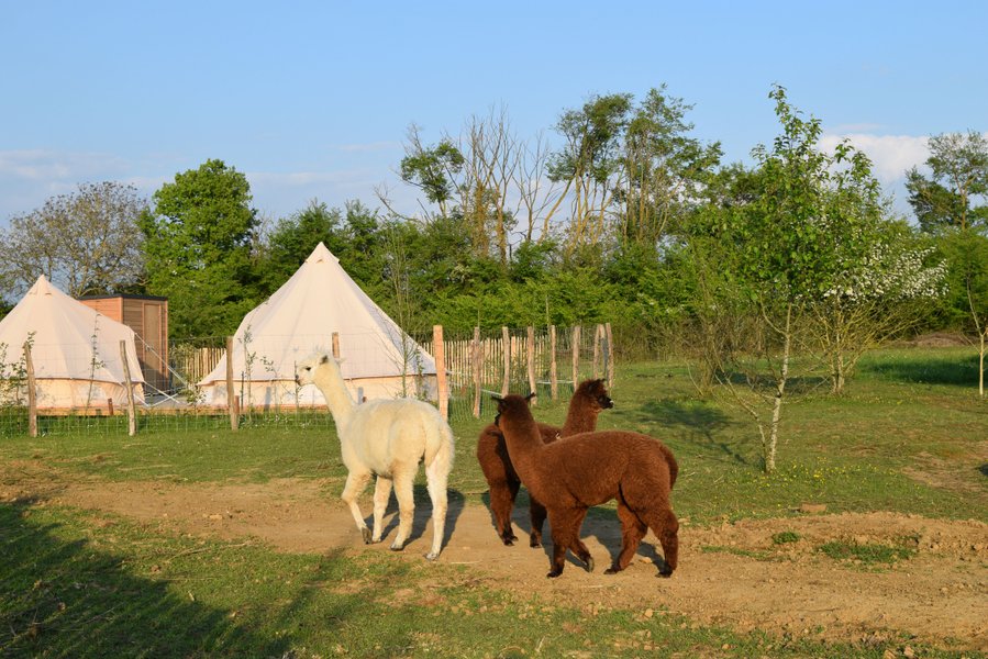 Hébergement AbracadaRoom : Tente Inca - Image 3