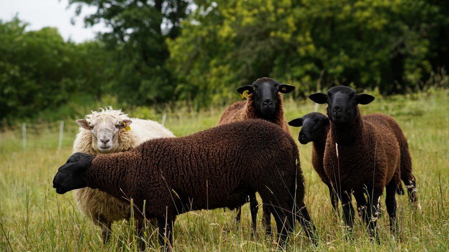 Domaine AbracadaRoom : La Ferme de la Goursaline - Image 2