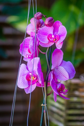 Domaine AbracadaRoom : Piton Bungalows Écolodges - Image 13