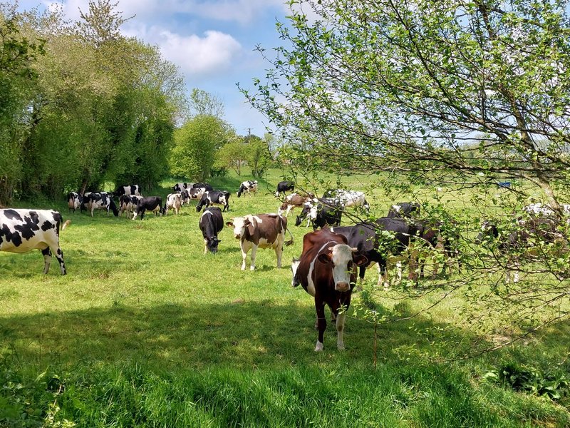 Hébergement AbracadaRoom : Gîte Spa Amazonia en pleine nature - Image 12